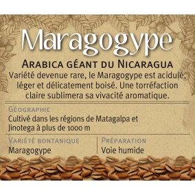 MARAGOGYPE, arabica du Nicaragua